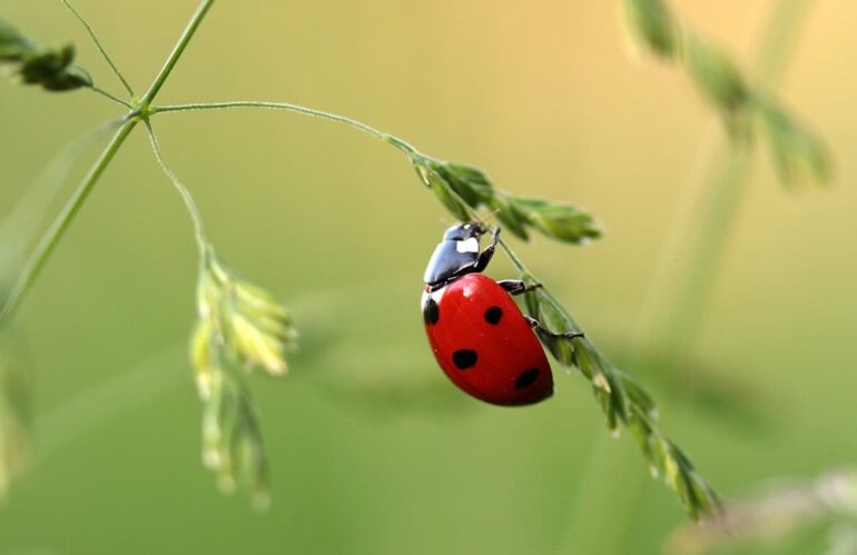 Which insects are beneficial in the garden