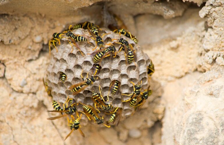 Micro Wonders: Exploring the Intricate World of Insect Architecture